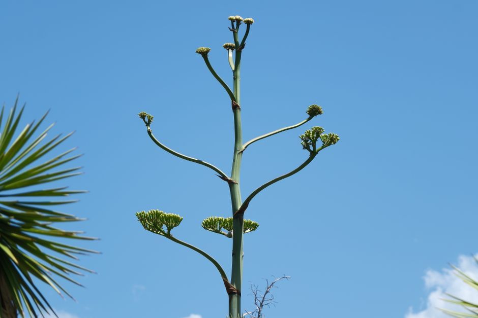 アガベの花茎のイメージ