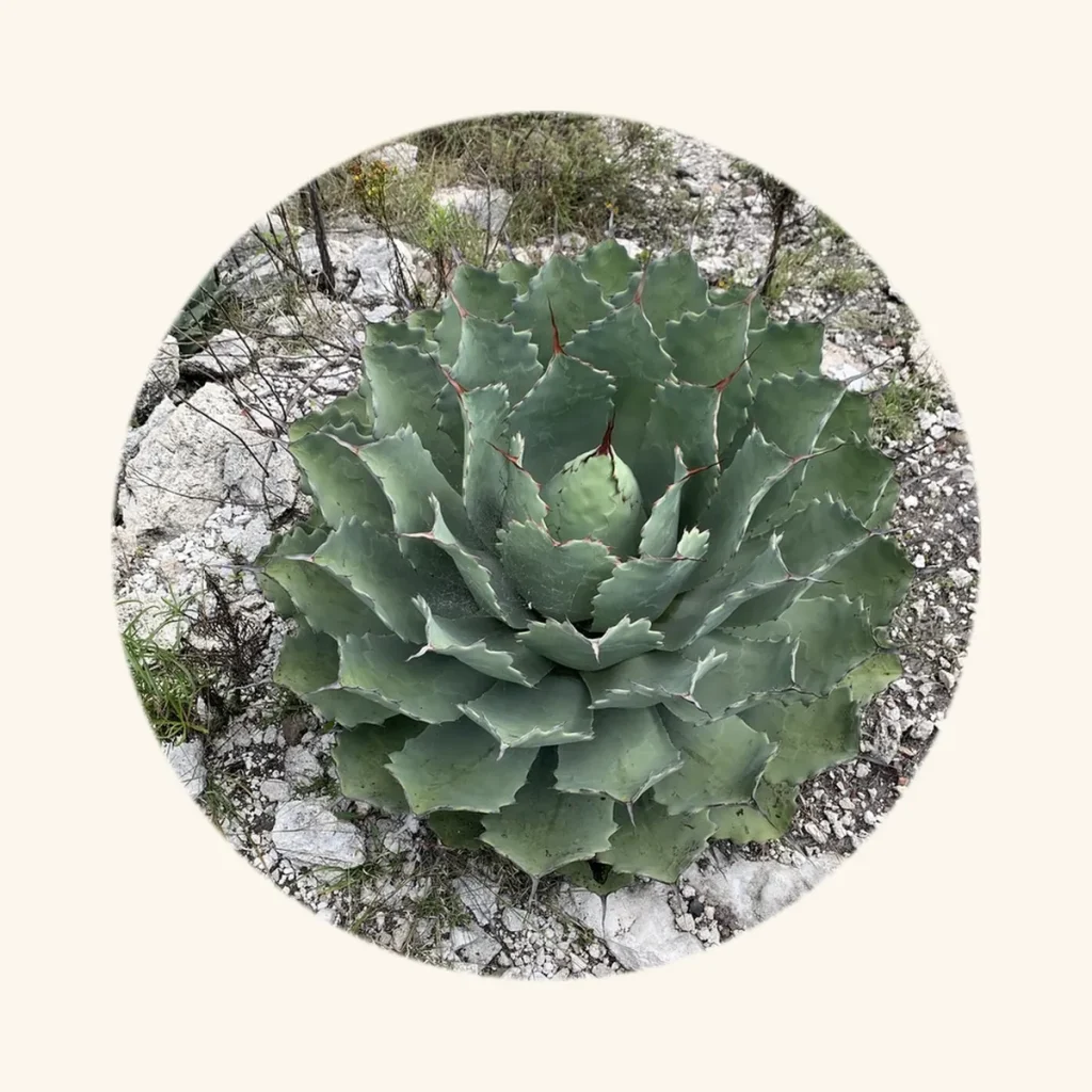 アガベ 雷神（Agave potatorum）の株（実写を円形に切り抜き）