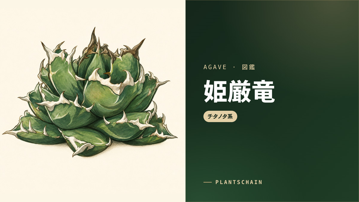 pc-agave-detail-002-ogp16-