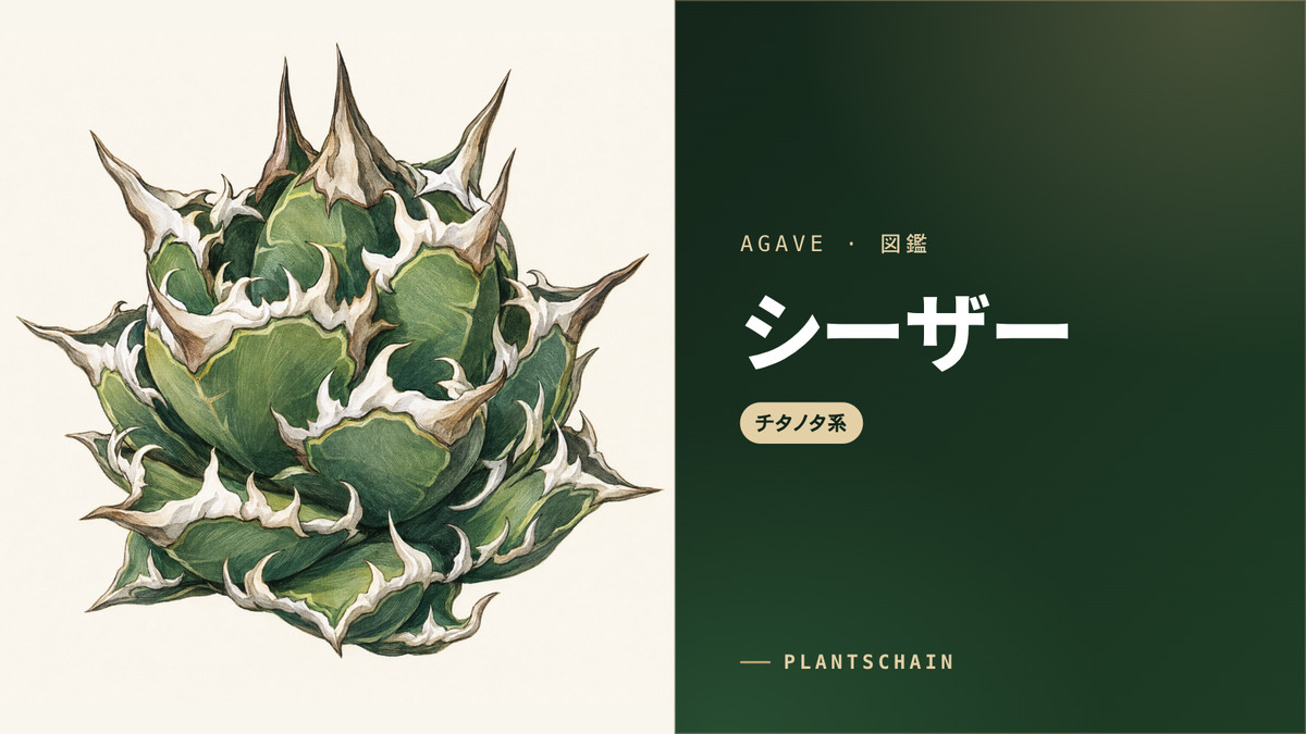 アガベ シーザーの選び方｜ハデスとの違い・良型株・相場