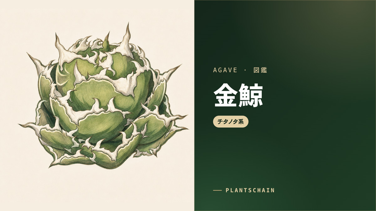 アガベ チタノタ 金鯨（きんげい）の特徴と育て方｜黄金色の棘と牡丹葉