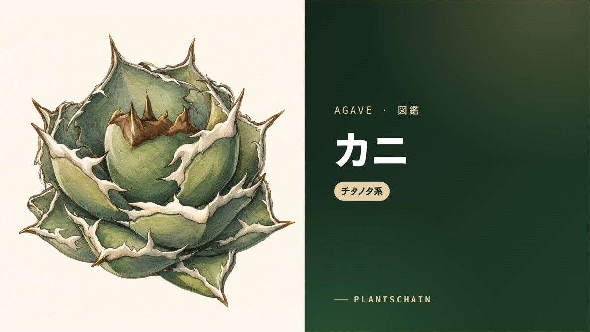 アガベ チタノタ 螃蟹（カニ）の育て方｜大器晩成型の選び方