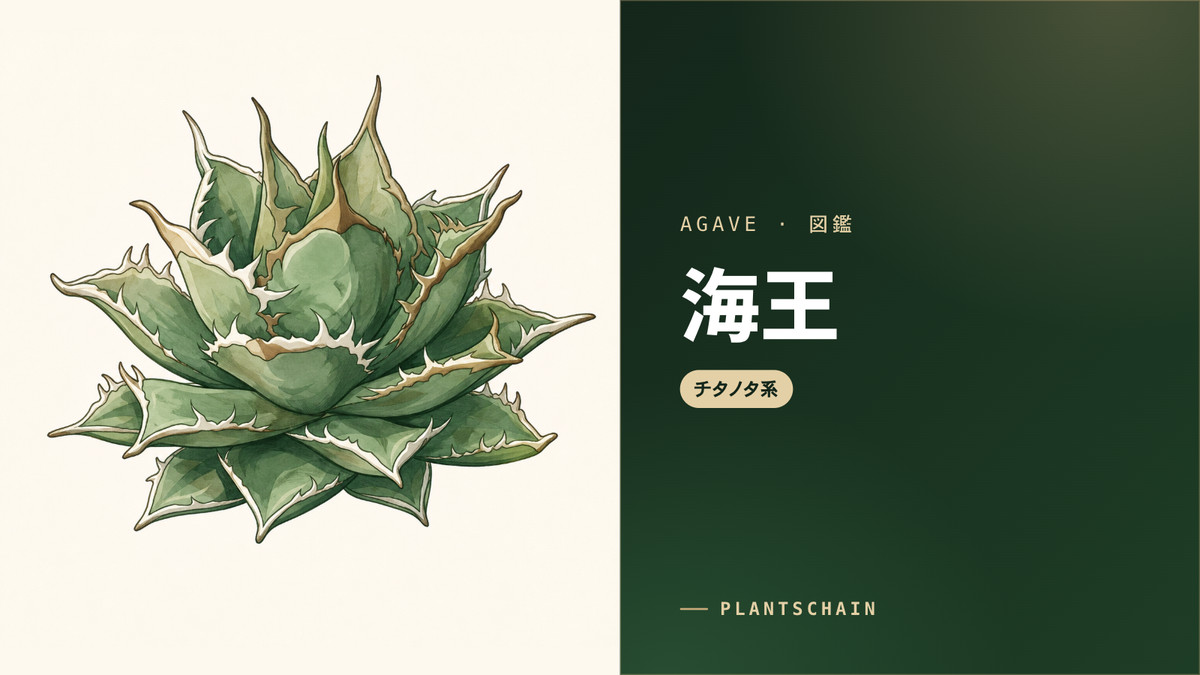 アガベ 海王の選び方｜狼人との違い・相場・育て方