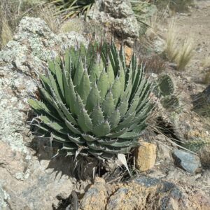 アガベ ホリダ(Agave horrida)の株姿。岩場で育つ成熟ロゼットと牙状の鋸歯