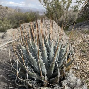 アガベ エボリスピナ(Agave utahensis var. eborispina)の株姿。長い象牙色の頂端刺を持つ青灰色のロゼット
