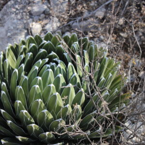 アガベ 笹の雪(Agave victoriae-reginae)の成熟ロゼット。白覆輪の幾何学的な葉が密に重なるドーム状の株姿