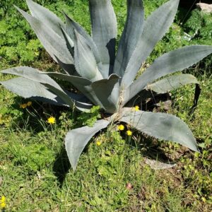 アガベ アメリカーナ(Agave americana)の灰青色の大型ロゼット