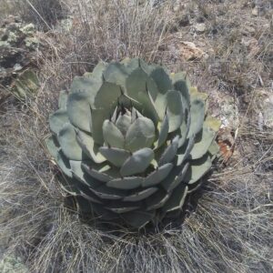 アガベ パリー トランカータ(Agave parryi var. truncata)の青白い締まったロゼット。アーティチョークのような株姿