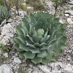 アガベ 雷神(Agave potatorum)の株姿。石灰岩の岩場で育つコンパクトな青緑のロゼットと赤褐色の鋸歯