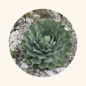 アガベ 雷神（Agave potatorum）の株（実写を円形に切り抜き）