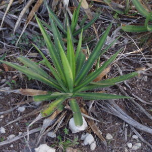 アガベ 五色万代（Agave lophantha Quadricolor）の親種ロファンサの株姿。中央の淡色帯と縁の鋸歯