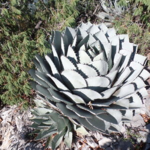 アガベ パラサナ(Agave parrasana)の株姿。青白いキャベツ状の締まったロゼットと赤褐色の鋸歯