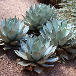 アガベ コロラータ(Agave colorata)の銀青色ロゼット。白粉を帯びた幅広葉のドライガーデン株