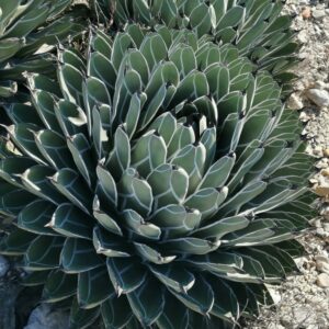 アガベ 笹吹雪(Agave nickelsiae)の幾何学的なロゼットと白い覆輪・黒褐色の刺
