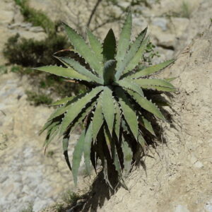 アガベ キシロナカンサ(Agave xylonacantha・酒呑童子)の株姿。岩場で育つロゼットとのこぎり状の鋸歯