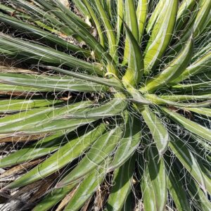 アガベ フィリフェラ(乱れ雪)の株姿。細い葉に白い糸と白い筋がのる整ったロゼット