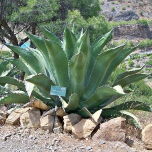 アガベ サルミアナ・フェロックス(Agave salmiana var. ferox)の株姿。岩場の乾いた屋外で育つ大型ロゼット