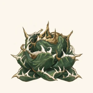 アガベ 魔丸の選び方｜姫厳竜との違い・悪魔的な丸さ・相場